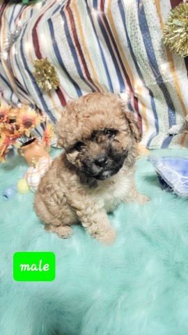 Adorable 6 week-Old Cavapoo Puppies Ready for a Loving Home