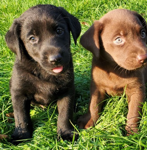 Labrador Retriever puppy for sale + 58728