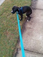 Puppy seeking her furever place American Bulldog for sale/adoption