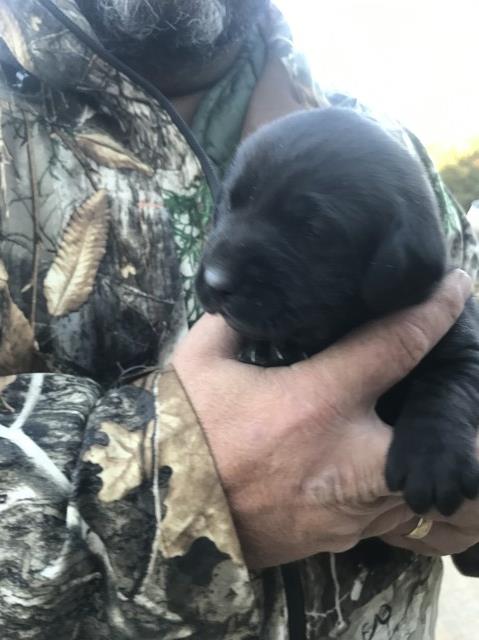 AKC Black Male Lab Puppies