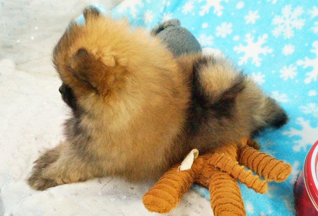 Pomeranian puppy for sale + 64331