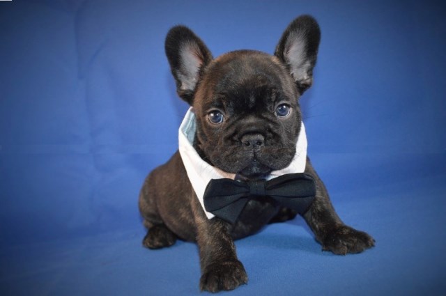 French Bulldog Puppy Dog For Sale In Milwaukee Wisconsin