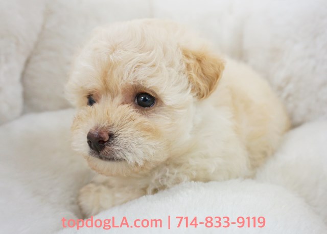 Maltipoo puppy for sale + 53083