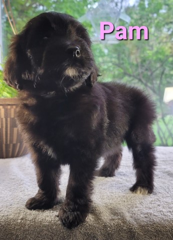 Pomeranian puppy for sale + 63434