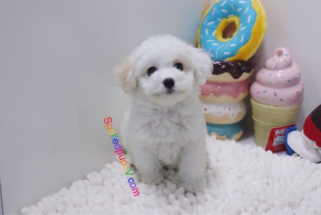 Maltipoo puppy for sale + 54049