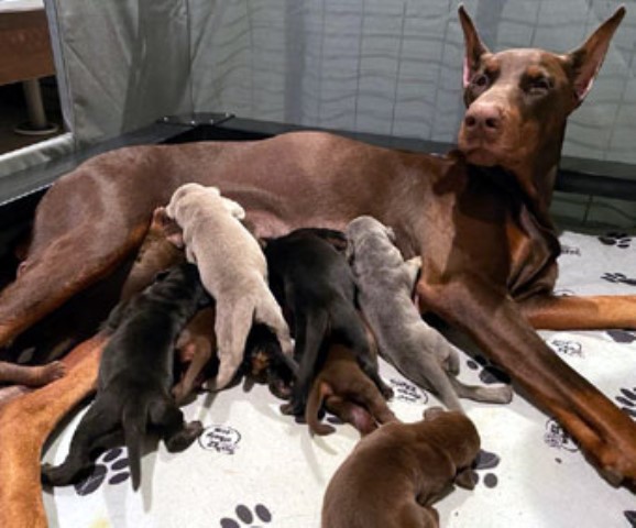 Doberman puppies for sale