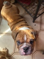 English Bulldog AKC 12wk pups English Bulldog for sale/adoption