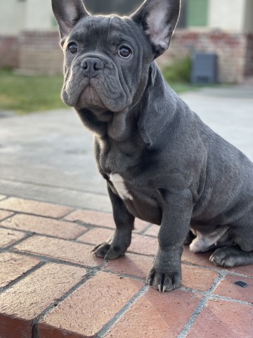 Rehoming French Bulldog