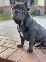 Rehoming French Bulldog French Bulldog for sale/adoption
