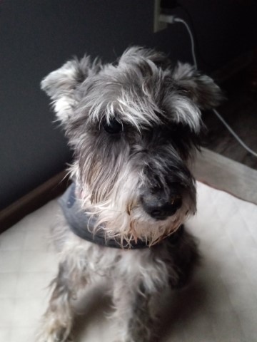 Rehome Miniature Schnauzer Male