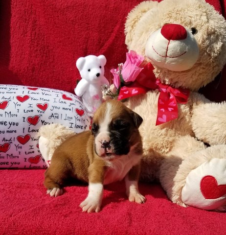 Boxer puppy for sale + 44899
