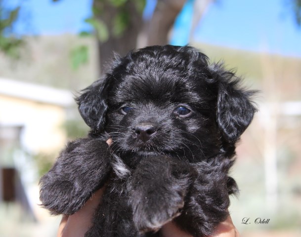 Miniature Australian Shepherd puppy for sale + 47131