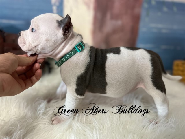 American (Exotic) Bully, F, Mint Green Collar, ABKC reg