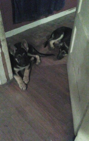 German Shepherd Puppies