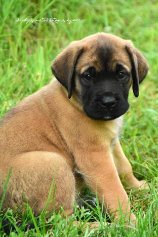 Mastiff puppy for sale + 49995