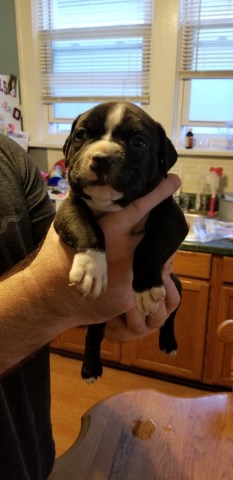 American Pit Bull Terrier puppy for sale + 52680