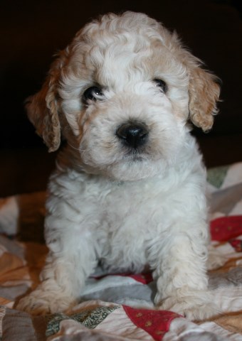 Mini-GoldenDoodle Puppies