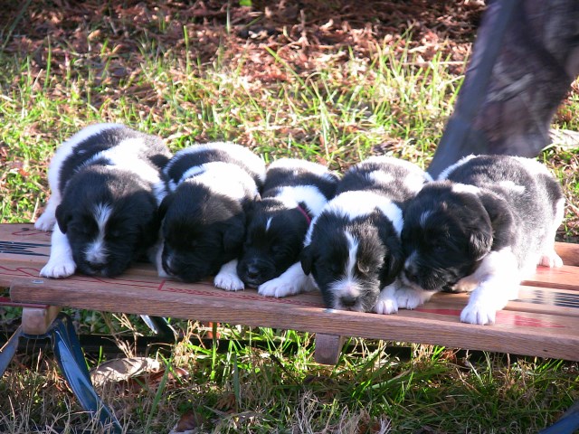 Beautiful AKC, OFA Landseer Puppies!
