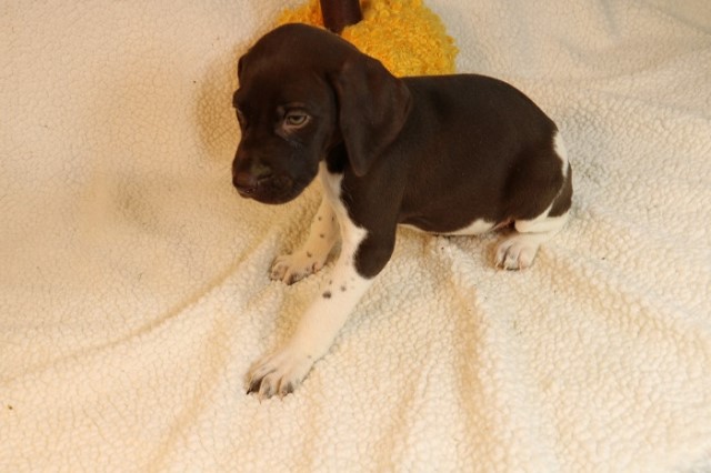 German Shorthaired Pointer puppy for sale + 65975
