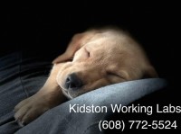 READY NOW! Black & yellow Labrador puppies Labrador Retriever for sale/adoption