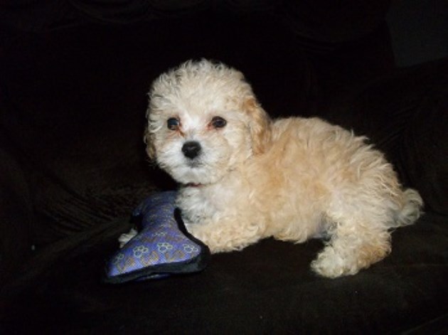 Poodle Toy puppy for sale + 54403