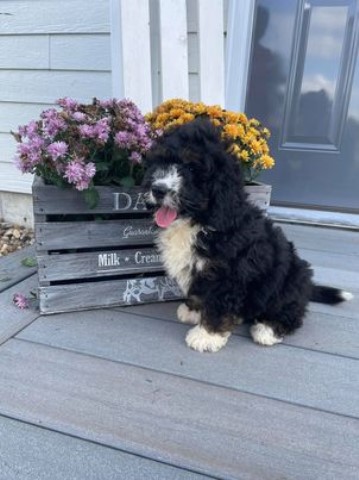 Miniature Bernedoodles