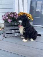 Miniature Bernedoodles Labradoodle for sale/adoption