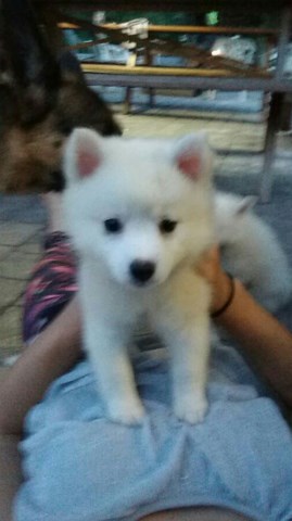 American Eskimo Dog puppy for sale + 50842