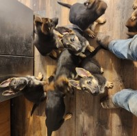 Gsd puppies for sale German Shepherd Dog for sale/adoption