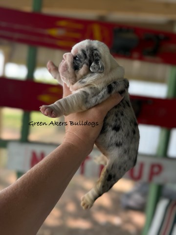 English Bulldog, F, Black Merle, gen health tested CLEAR