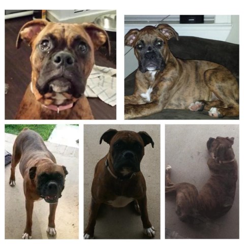 Boxer puppy for sale + 58012