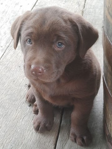 AKC Master Hunter Bloodline Labrador Retriever Puppy!