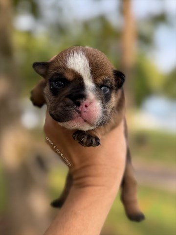English Bulldog, M, Dark Sable