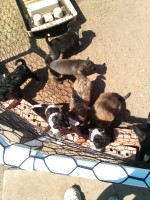 St Bernard/Labrador Retriever Saint Bernard for sale/adoption