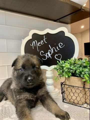 German Shepherd Puppies