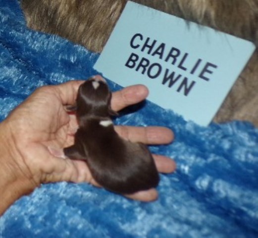 Chihuahua puppy for sale + 66719