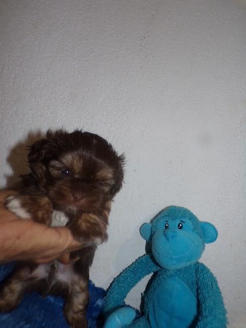 Shih Tzu Puppies     Size Small Standard