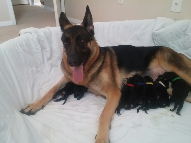 3 akc german shepherd puppies left