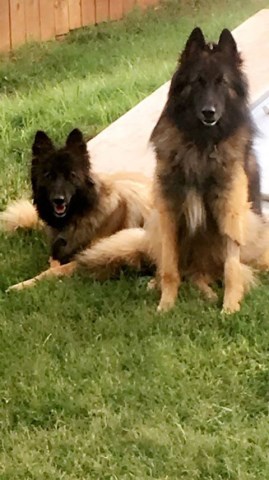 Tervuren puppy for sale + 49801