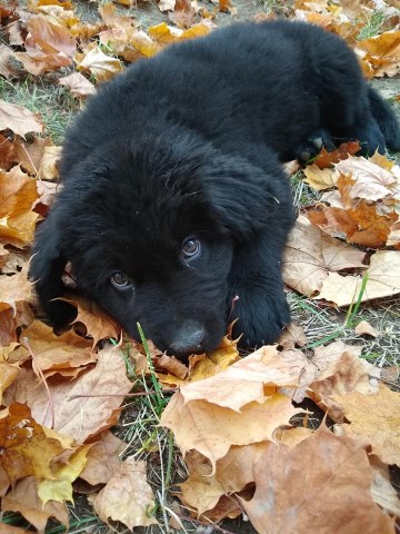 Newfoundland Dog puppy for sale + 54245