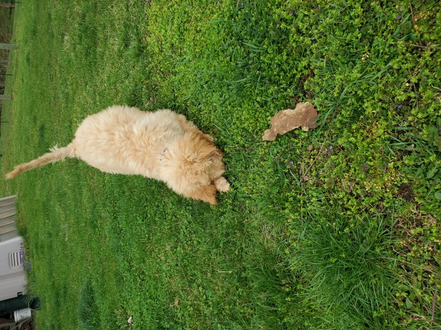 Goldendoodle pup Williamsfield