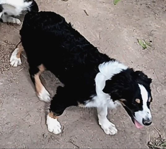 Australian Shepherd Dog puppy for sale + 66632