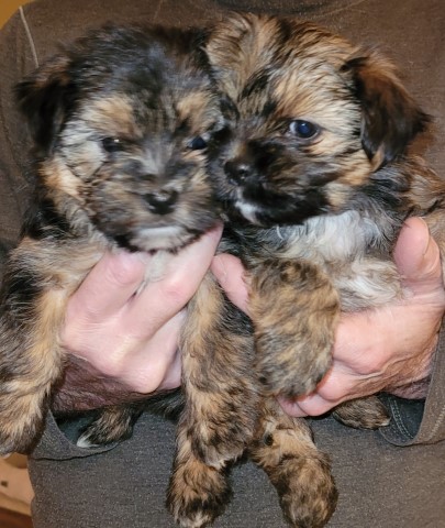 Shorkie puppies