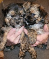 Shorkie puppies Shih Tzu for sale/adoption
