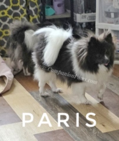 Paris - Blue Parti Pomeranian - Sweet Sweet Girl