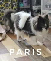 Paris - Blue Parti Pomeranian - Sweet Sweet Girl Pomeranian for sale/adoption