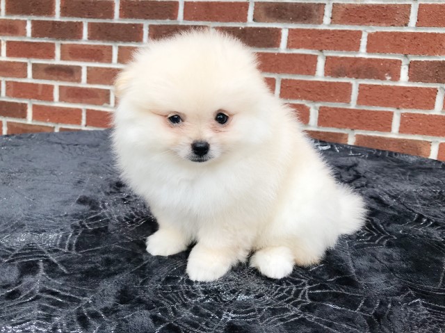 CKC Pomeranian: MARLEY