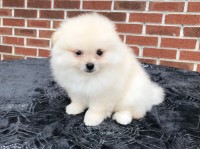 CKC Pomeranian: MARLEY Pomeranian for sale/adoption