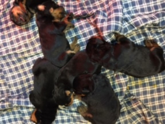 Rottweiler puppy for sale + 48771