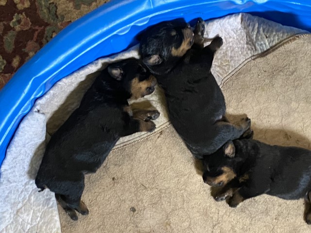 Rottweiler Puppies for sale